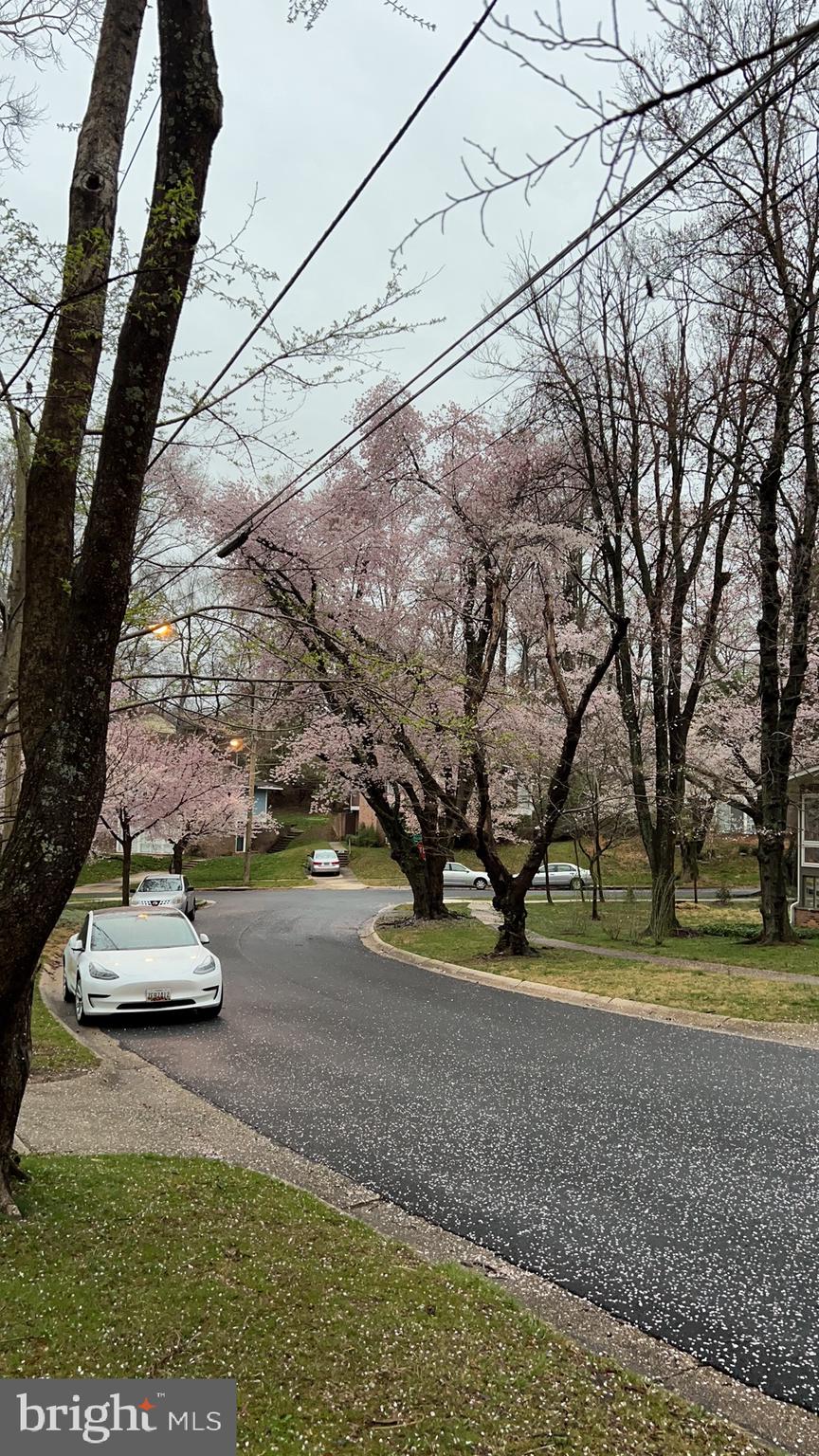 3913 Rickover Road Silver Spring, MD 20902 - Photo 41 of 43 Spring time