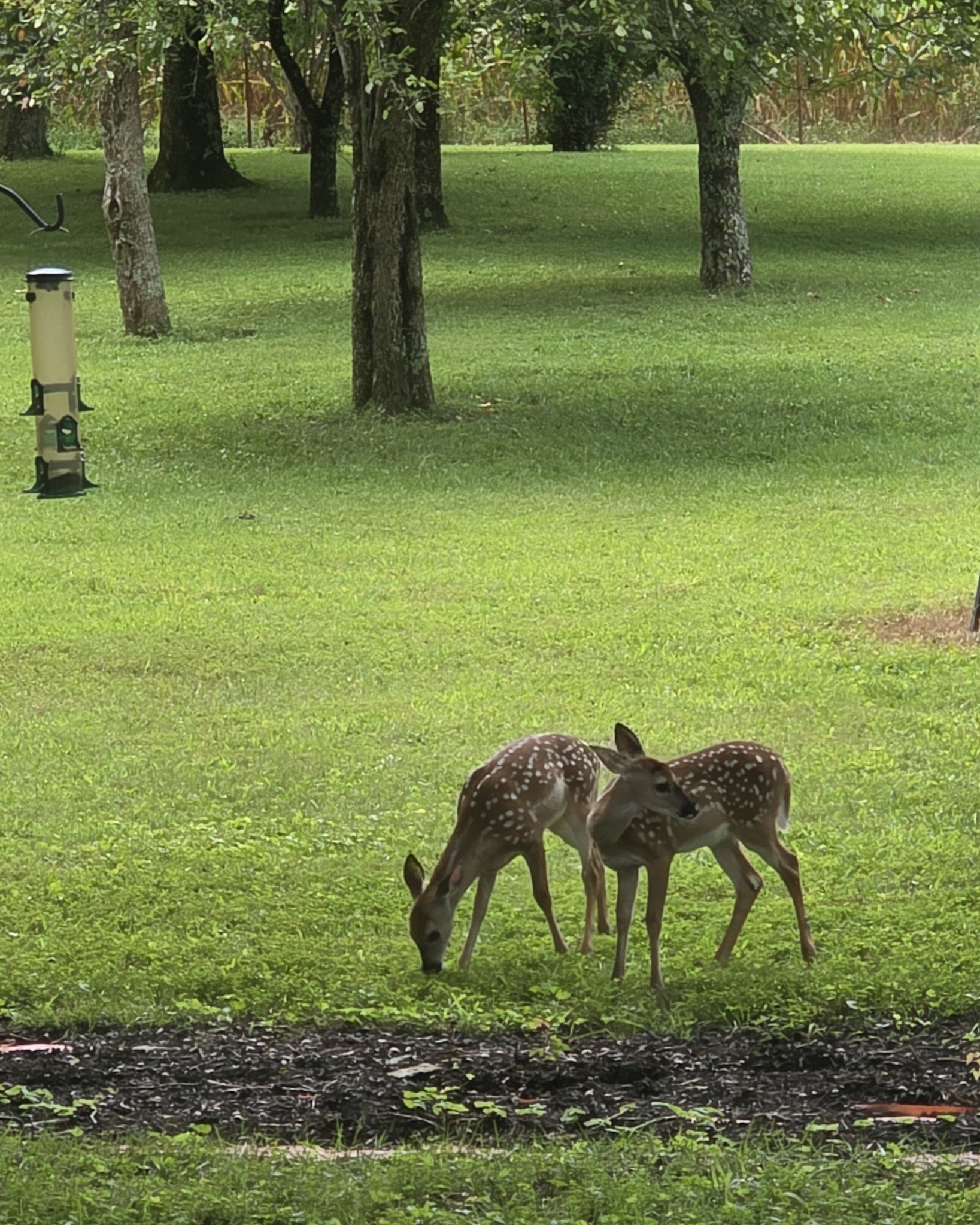 1117 Essie Cleek Road Tullahoma, TN 37388 - Photo 9 of 29 a view of yard with large trees