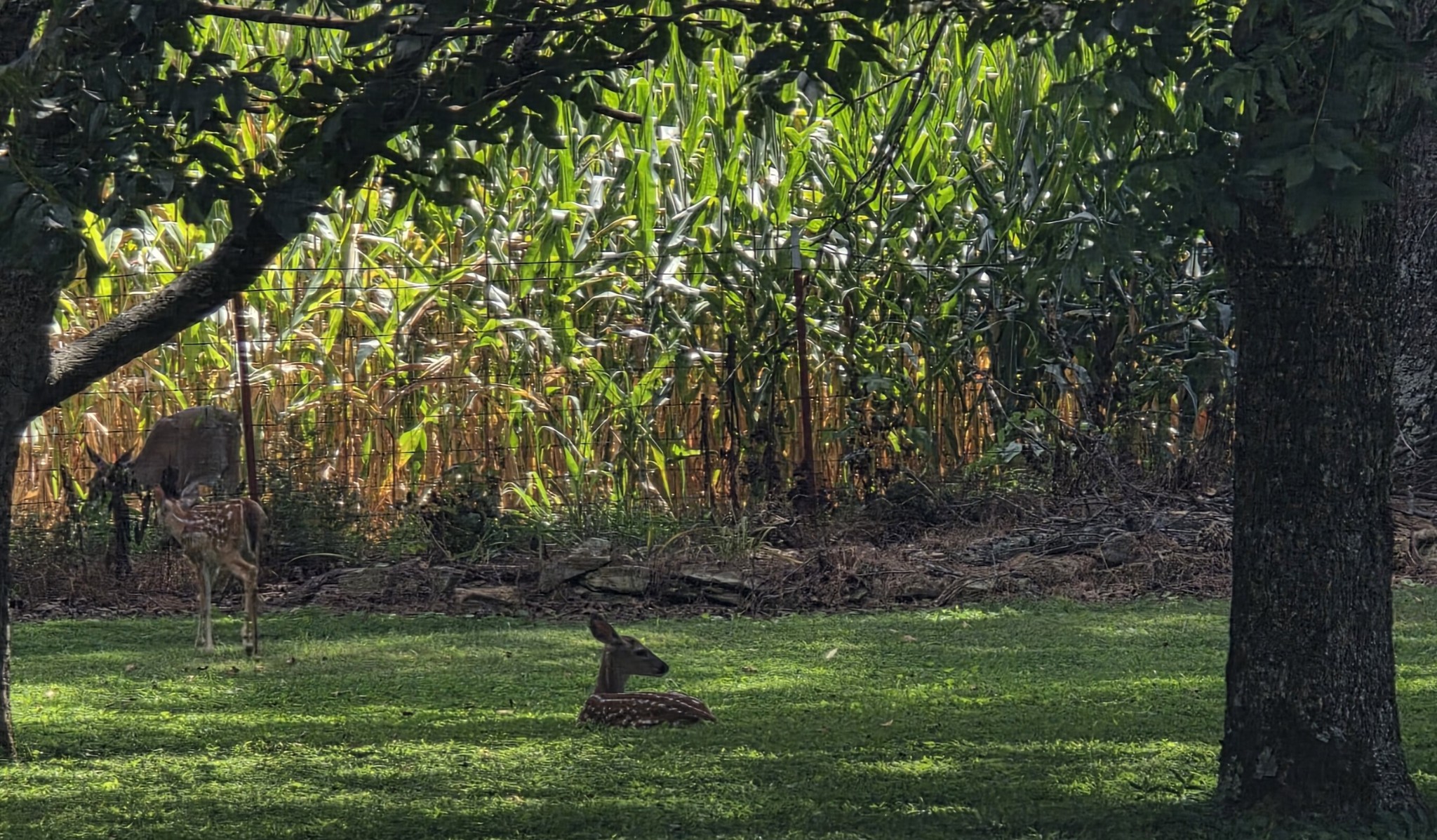 1117 Essie Cleek Road Tullahoma, TN 37388 - Photo 10 of 29 a view of a tree in a yard