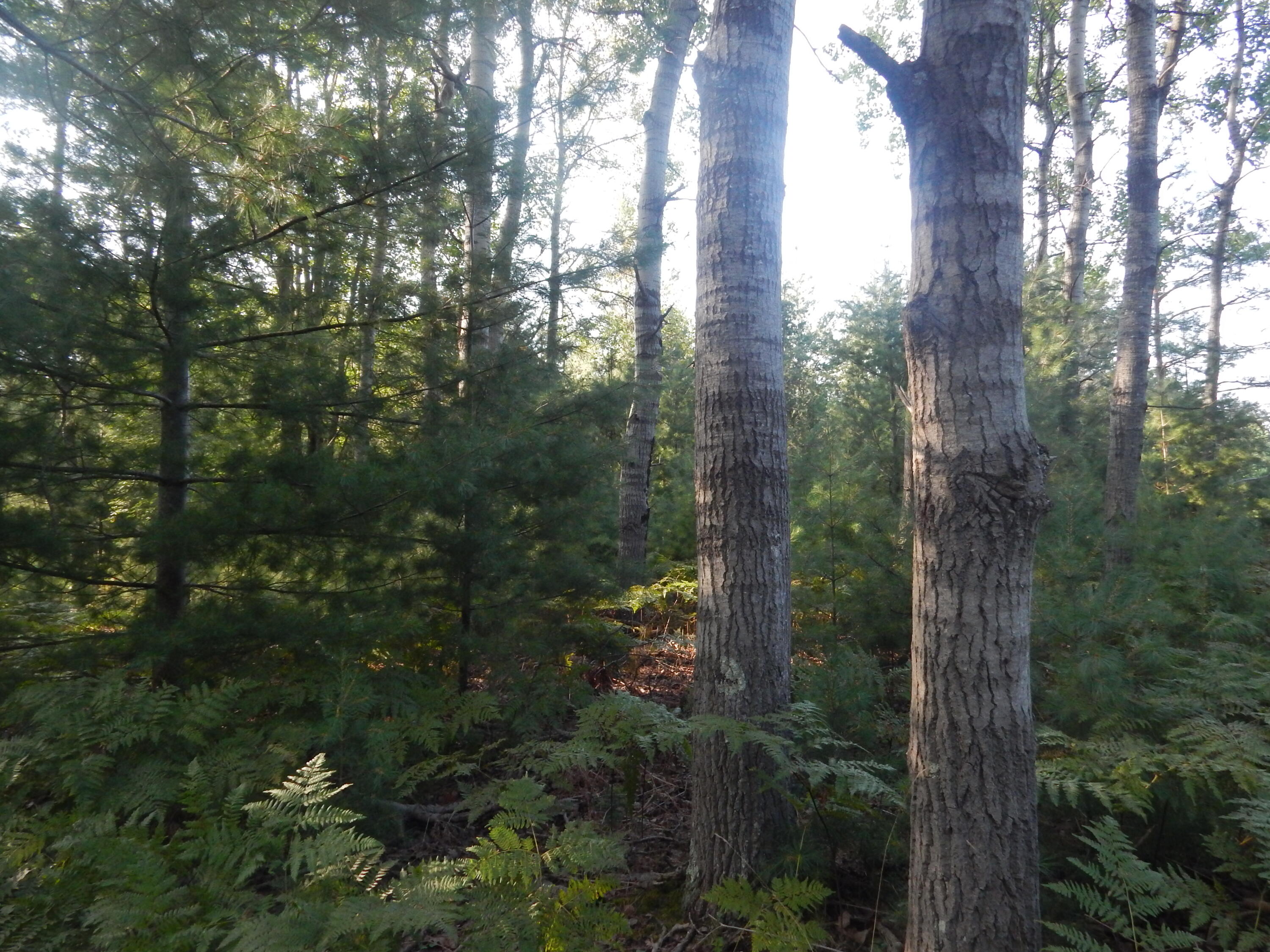 Koenig Road, Unit B Manistee, MI 49660 - Photo 8 of 21 Beautiful Woods