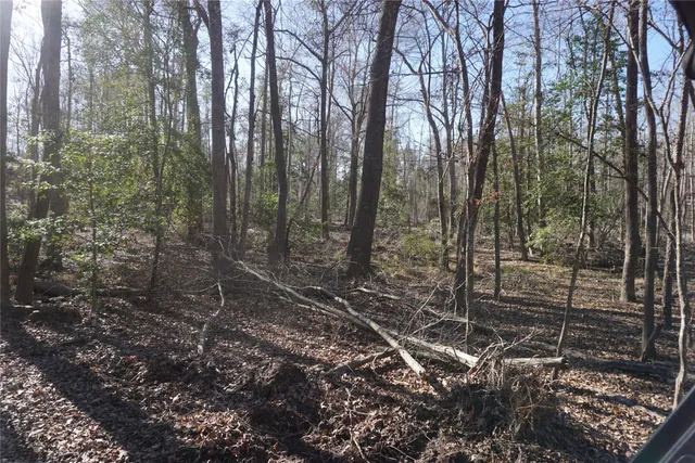 a view of a forest with trees