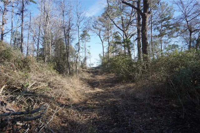 a view of a forest with lots of trees