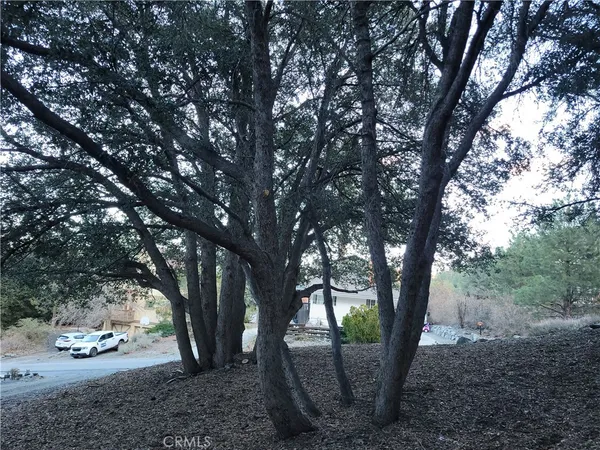 a view of a backyard with large trees