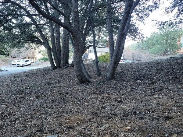 a view of a yard with lots of trees