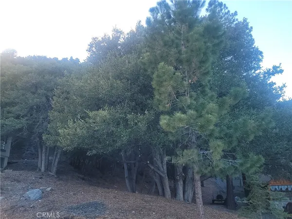 a view of a forest with trees in the background