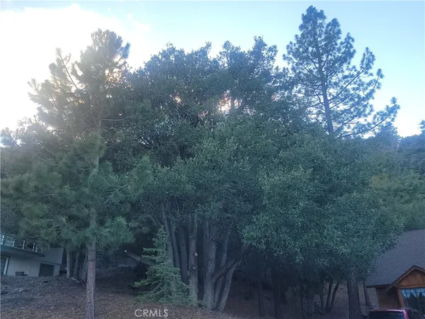 a view of a forest with a tree in the background