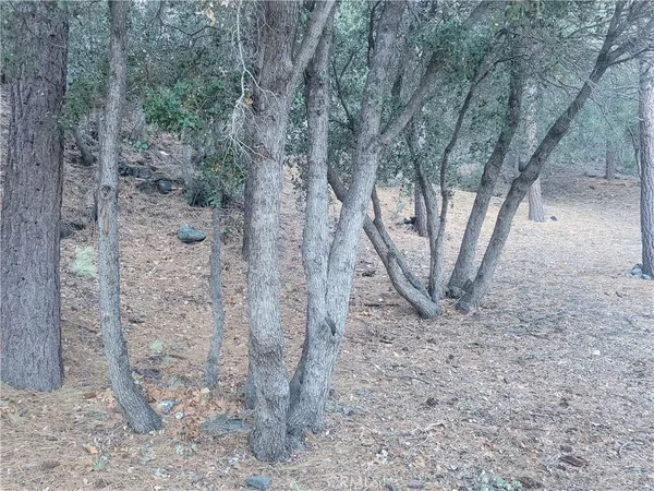 a view of a forest