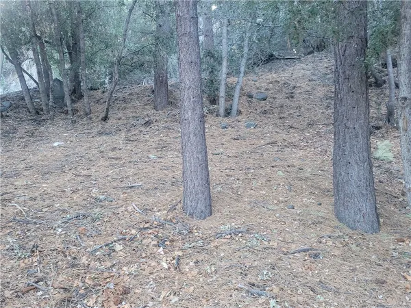 a view of a dry yard with trees