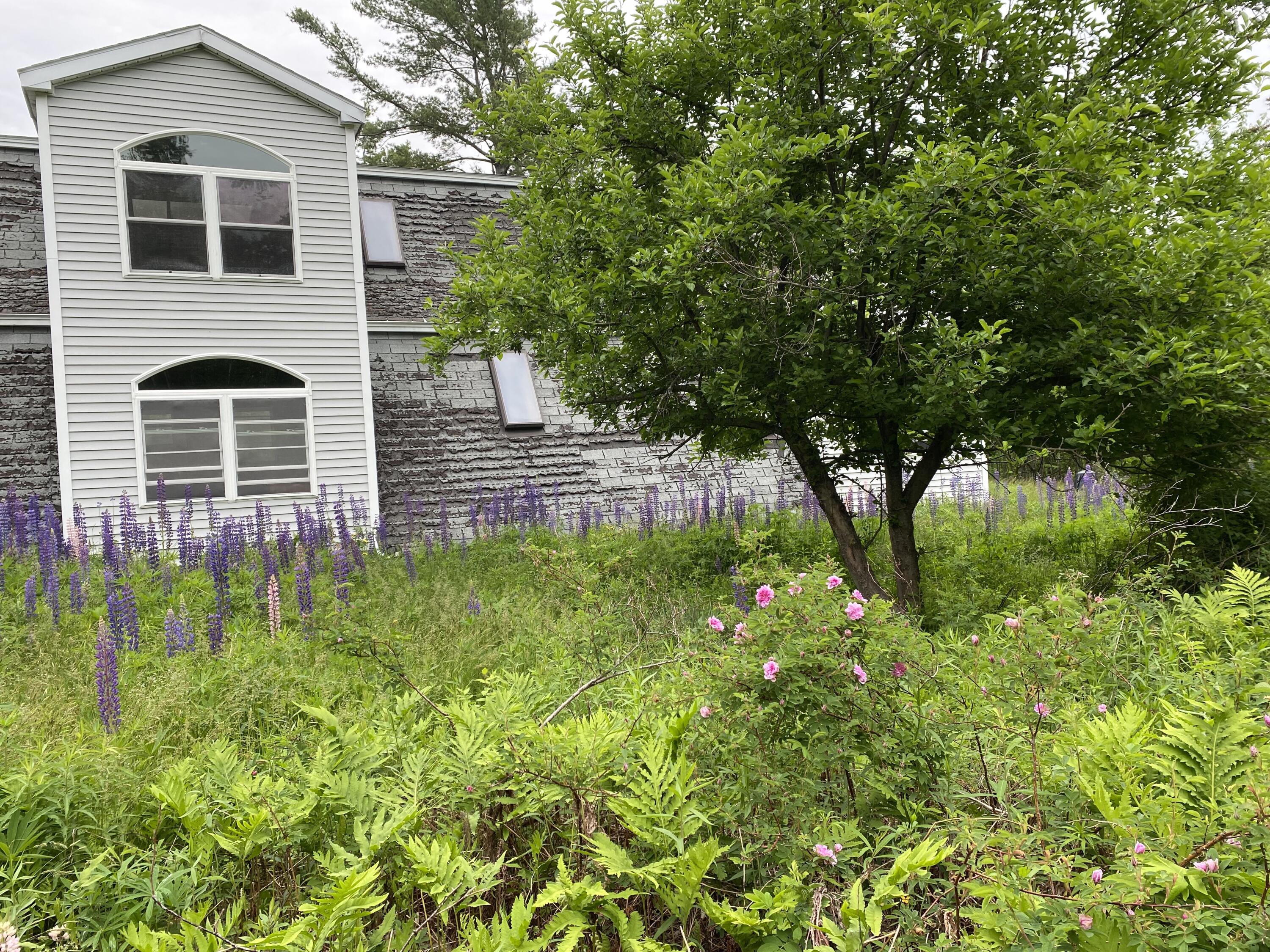 797 Ward Hill Road Troy, ME 04987 - Photo 38 of 49 Ward Hill Road Lupine at Dormer