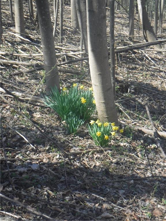 336 Tucker Road Mount Airy, NC 27030 - Photo 9 of 9 Daffodils around the old home site