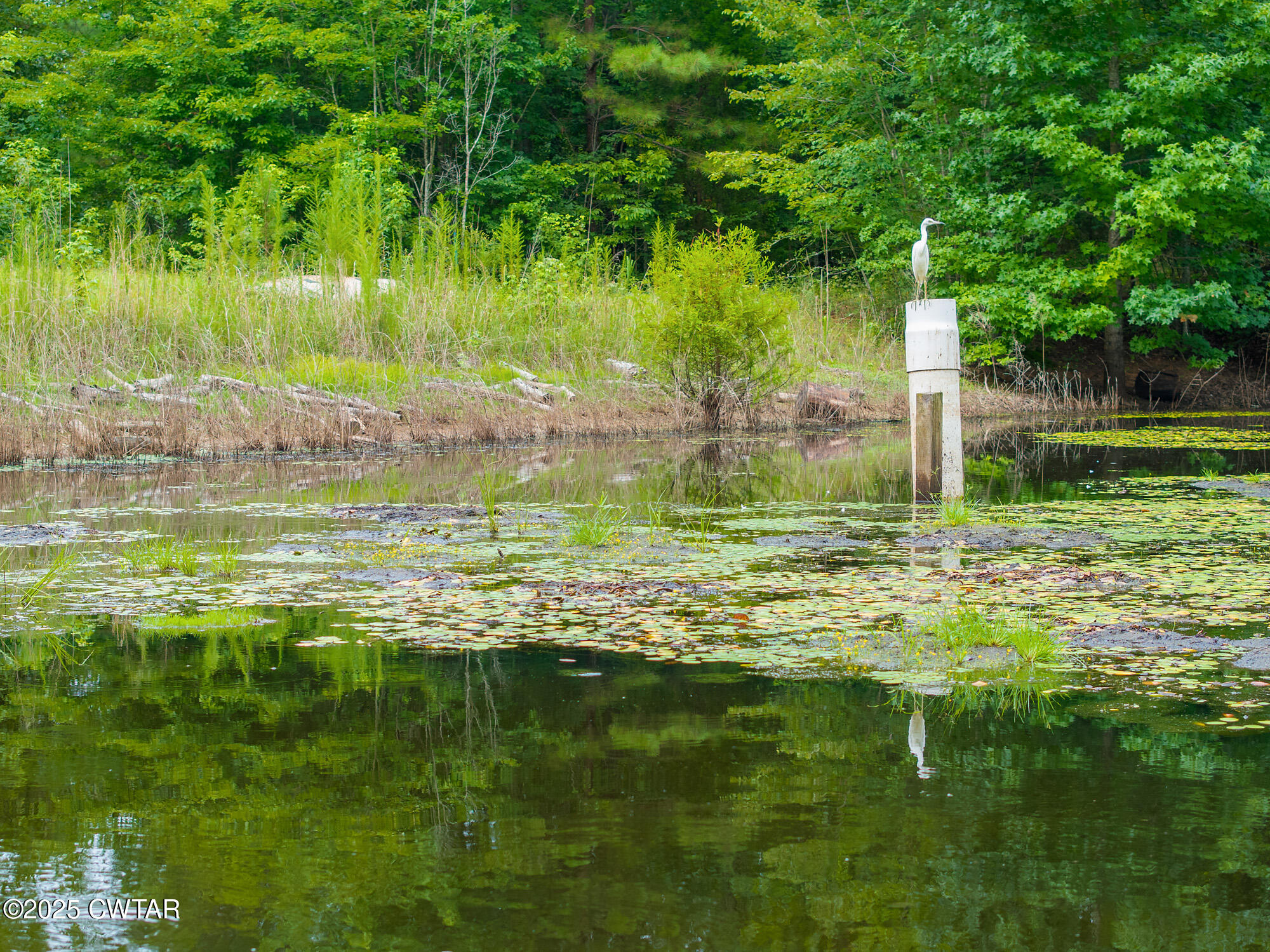 163 Jason Hollow Road Cedar Grove, TN 38321 - Photo 13 of 14 a large body of water with a large trees
