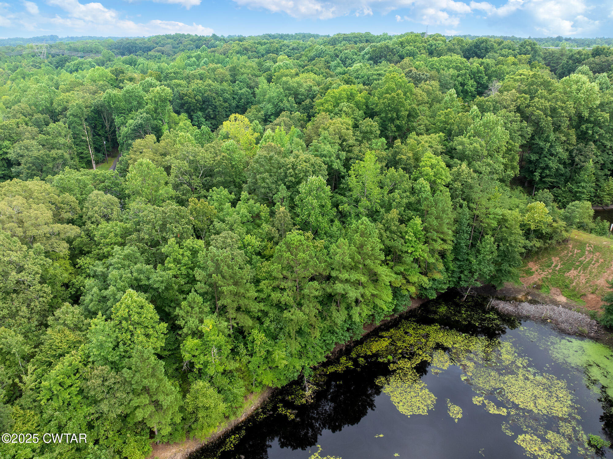 163 Jason Hollow Road Cedar Grove, TN 38321 - Photo 7 of 14 a view of a lush green forest