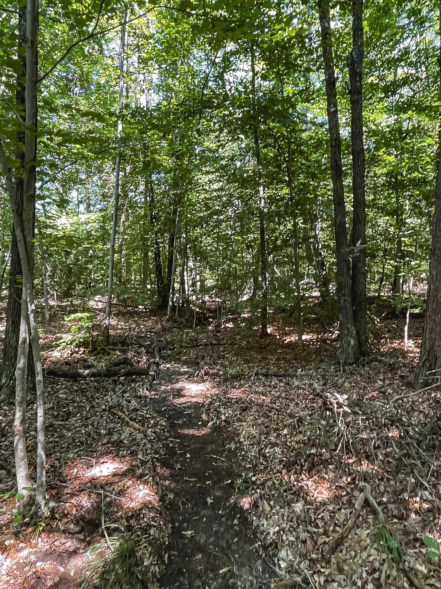 0 Johnson Station Road Dillwyn, VA 23936 - Photo 24 of 36 a view of a forest with trees