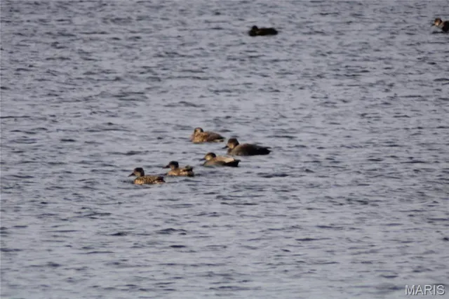 $297,500 | 0 Deer Run Road, Pinckneyville, IL 62274