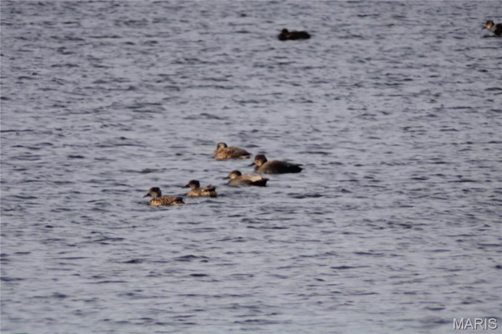 0 Deer Run Road Pinckneyville, IL 62274 - Photo 4 of 11