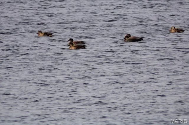 $297,500 | 0 Deer Run Road, Pinckneyville, IL 62274