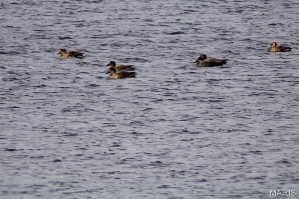 0 Deer Run Road Pinckneyville, IL 62274 - Photo 8 of 11