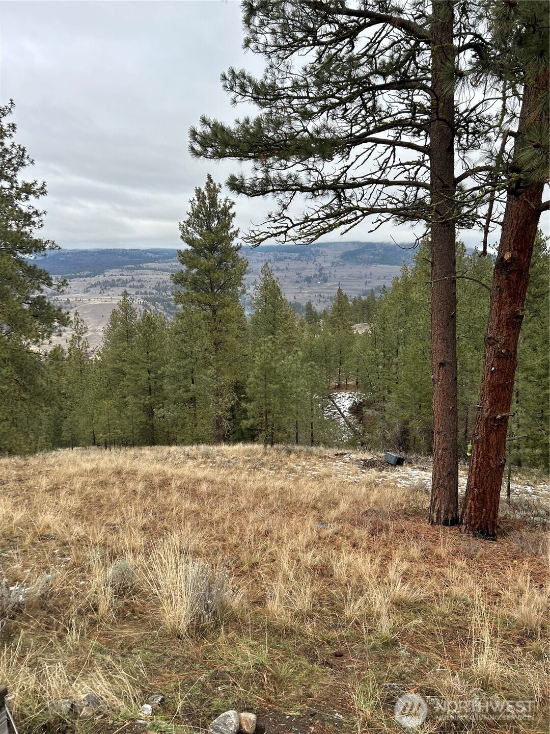 315 Reevas Basin Road Tonasket, WA 98855 - Photo 23 of 25 a view of a yard with a tree