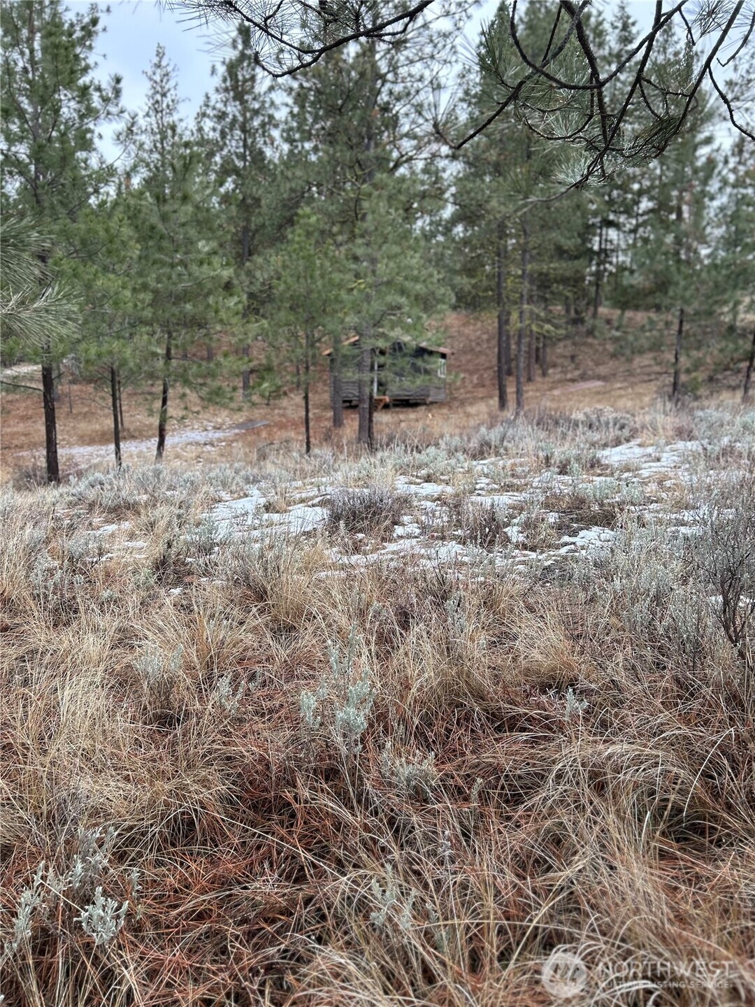 315 Reevas Basin Road Tonasket, WA 98855 - Photo 24 of 25 a view of a forest filled with trees