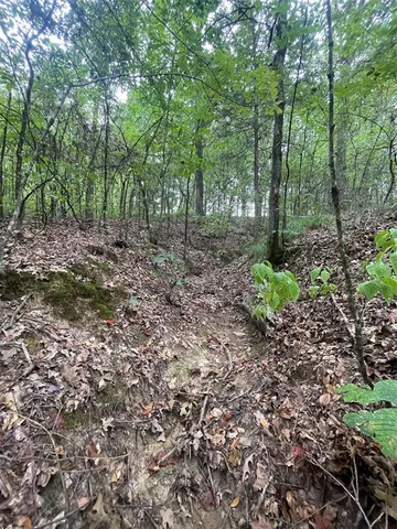 a view of a forest with trees in the background