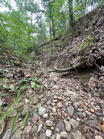 a view of a forest with a tree