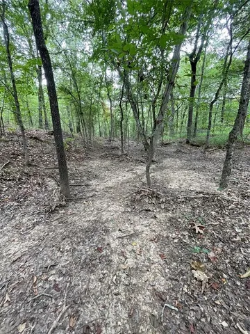 a view of a forest with trees in the background