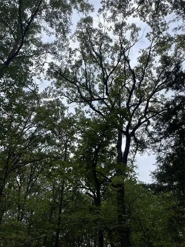 a view of a forest filled with trees