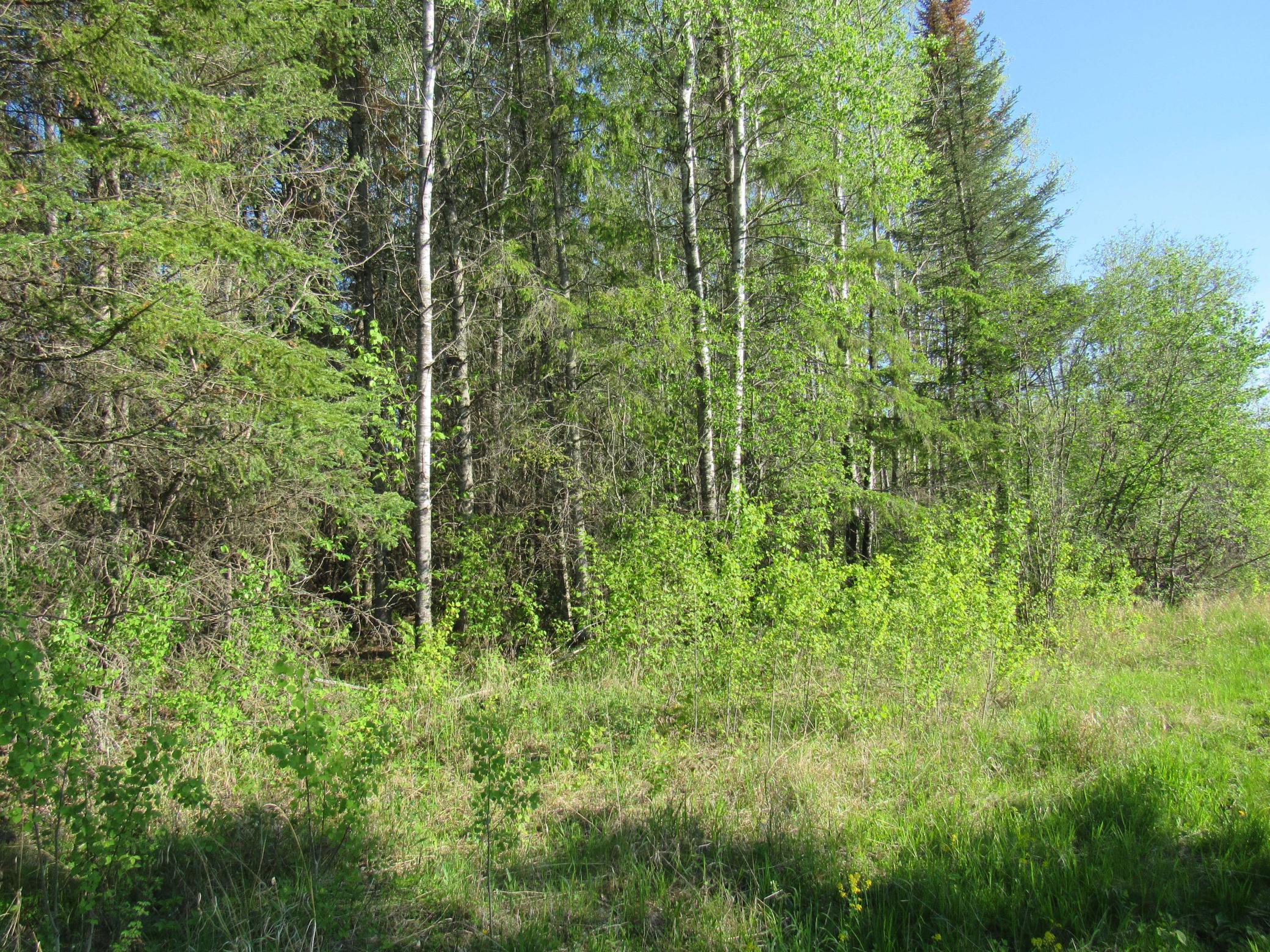 Tbd Cloverdale Road Nashwauk, MN 55769 - Photo 1 of 1 Gallery Image 1