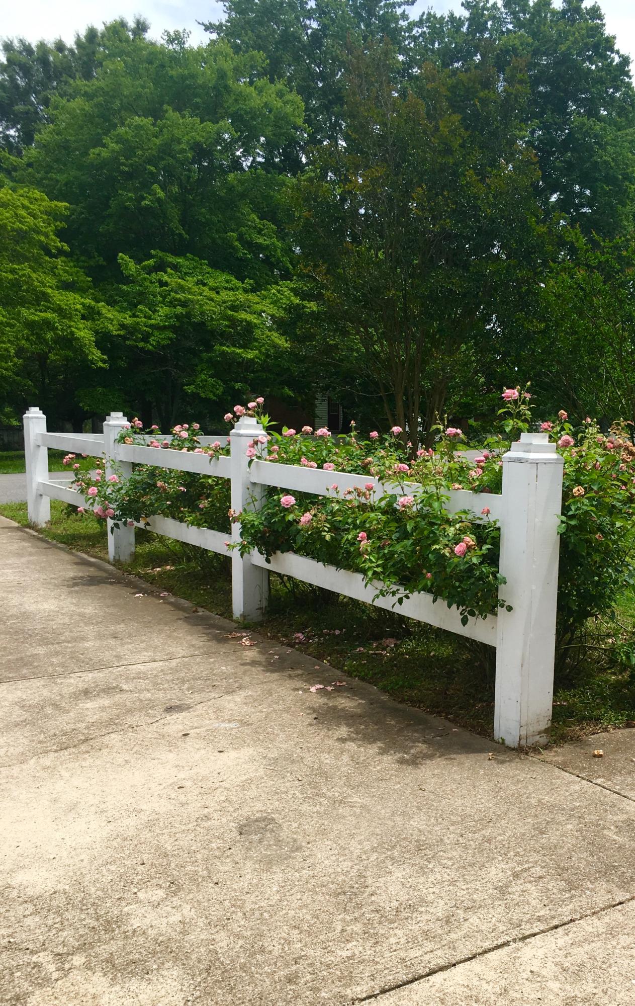 420 Tarvin Road Rock Spring, GA 30739 - Photo 6 of 21 Roses