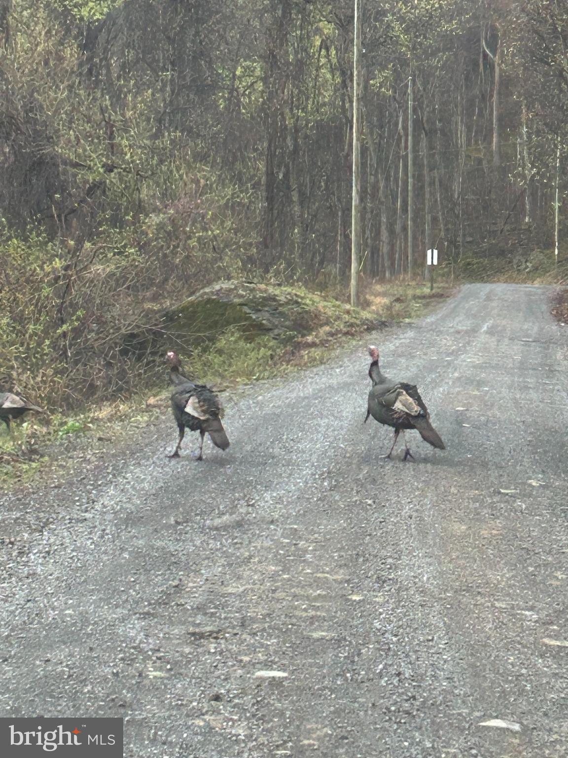 2622 CCC Road Front Royal, VA 22630 - Photo 65 of 79 Wild Turkeys blocking the road. LOL