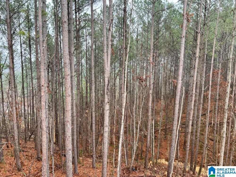 829 Rustling Road Odenville, AL 35120 - Photo 13 of 20