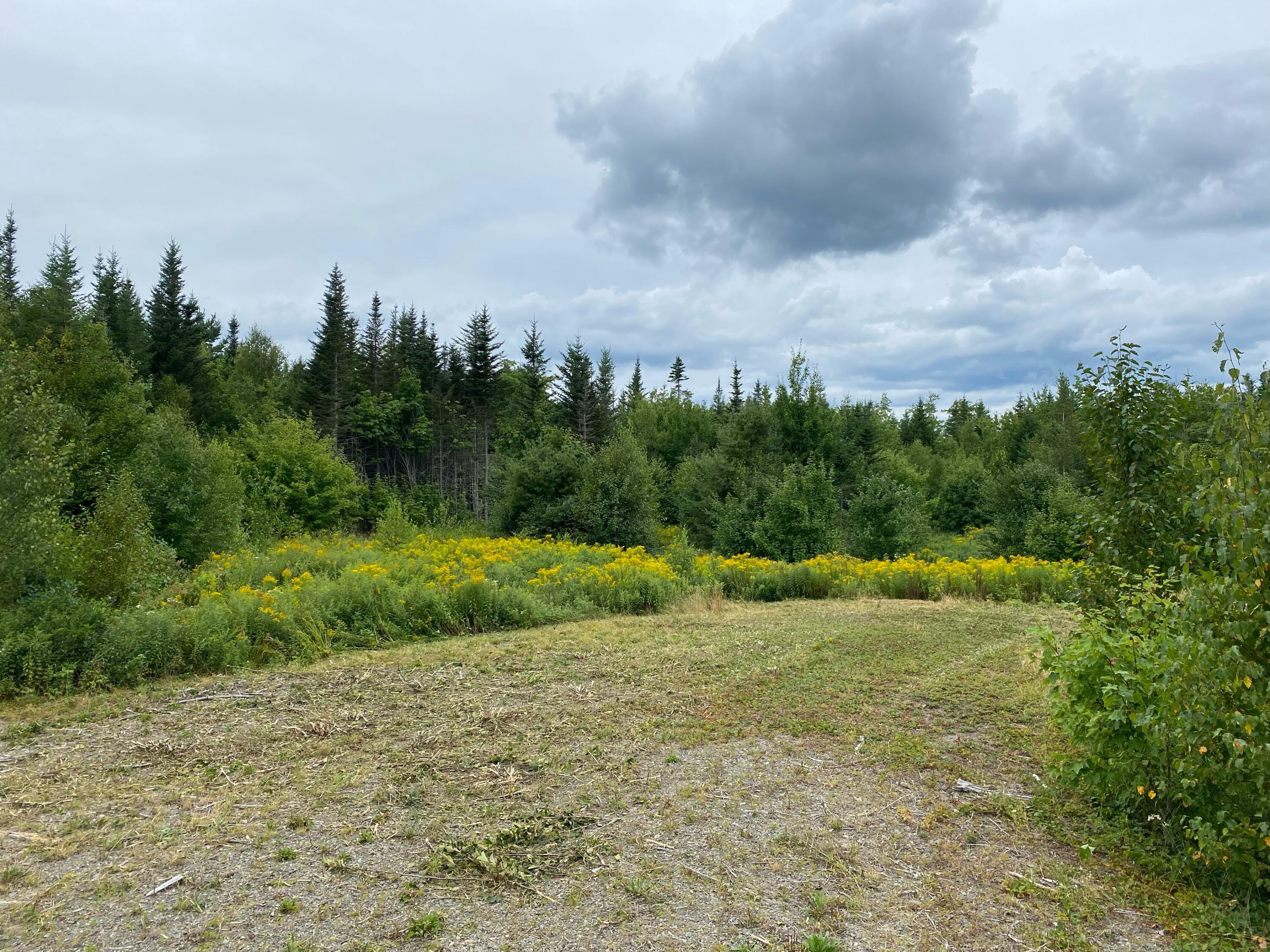Tbd Yellow Birch Road Whiting, ME 04691 - Photo 1 of 6 Map 8 Lot 2-7