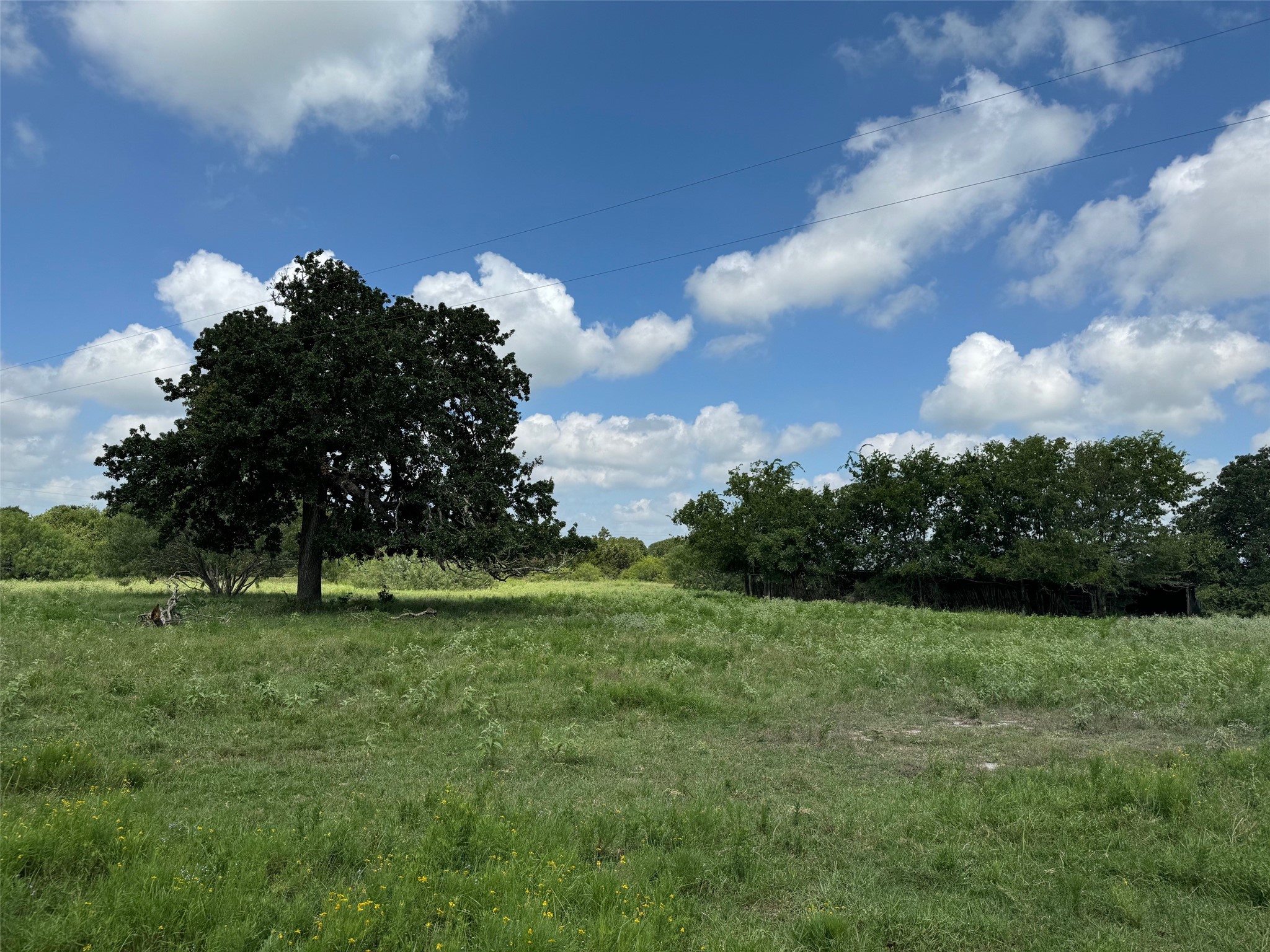 4430 Fm 1457 Round Top, TX 78954 - Photo 14 of 21 a view of a garden with a tree in the background