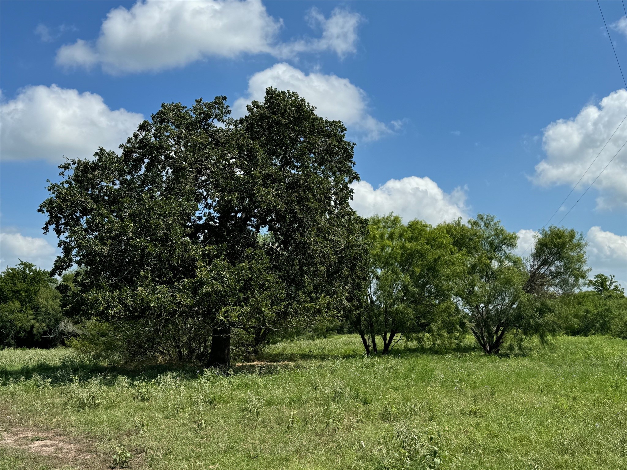 4430 Fm 1457 Round Top, TX 78954 - Photo 16 of 21 a view of a big yard