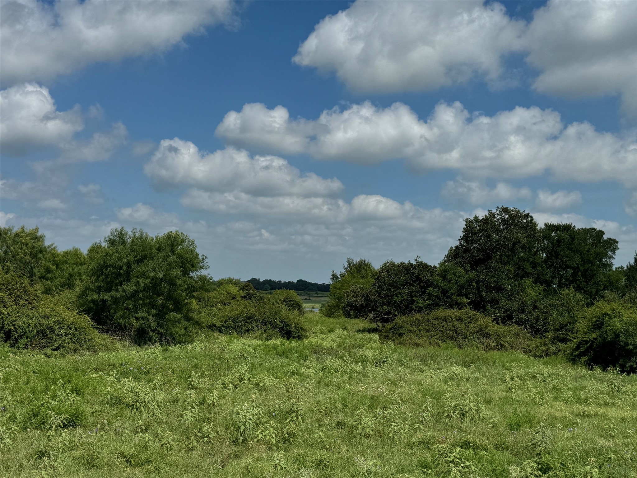 4430 Fm 1457 Round Top, TX 78954 - Photo 17 of 21 a view of a bunch of trees and bushes