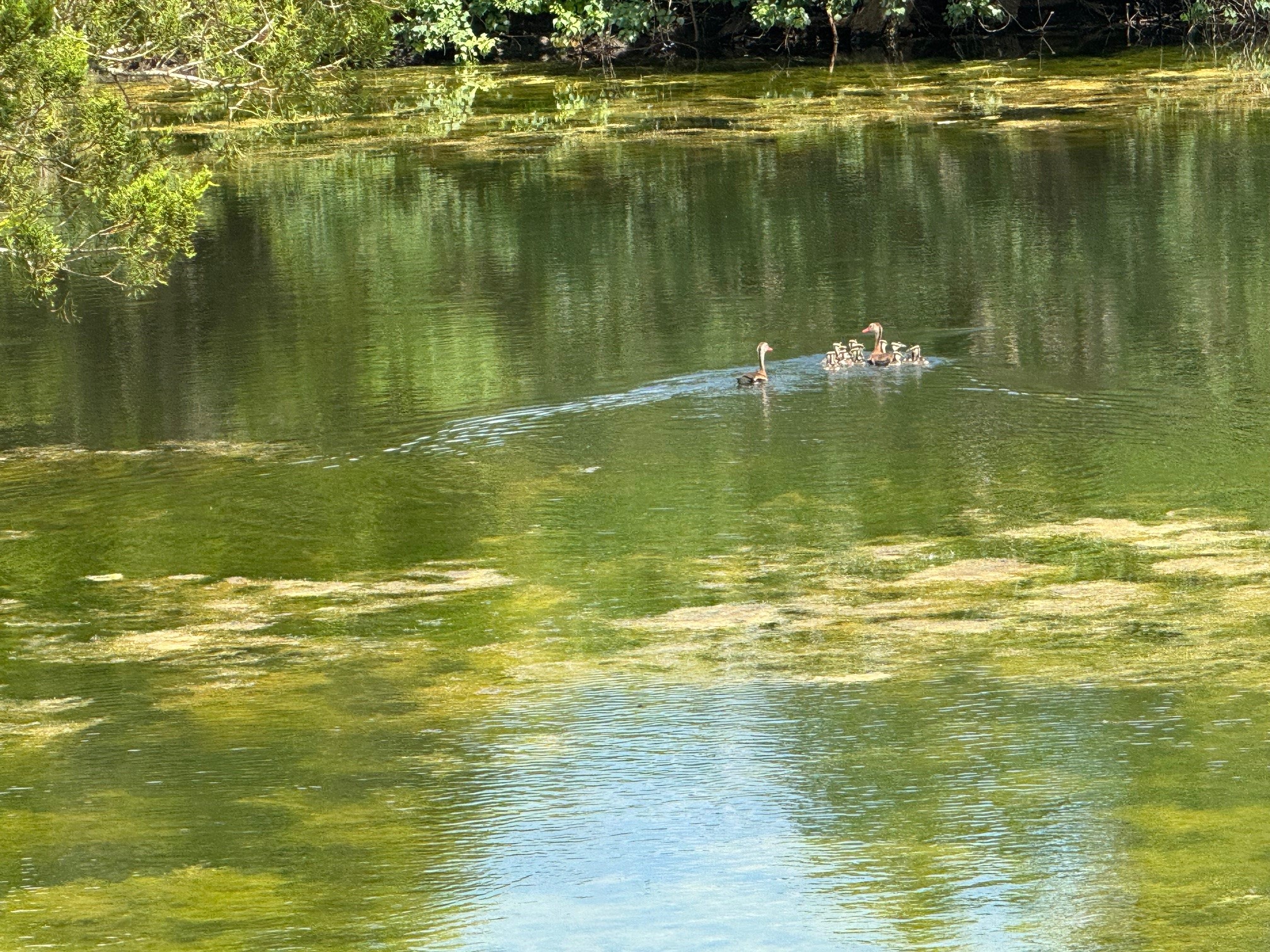 4430 Fm 1457 Round Top, TX 78954 - Photo 19 of 21 a view of a ocean view