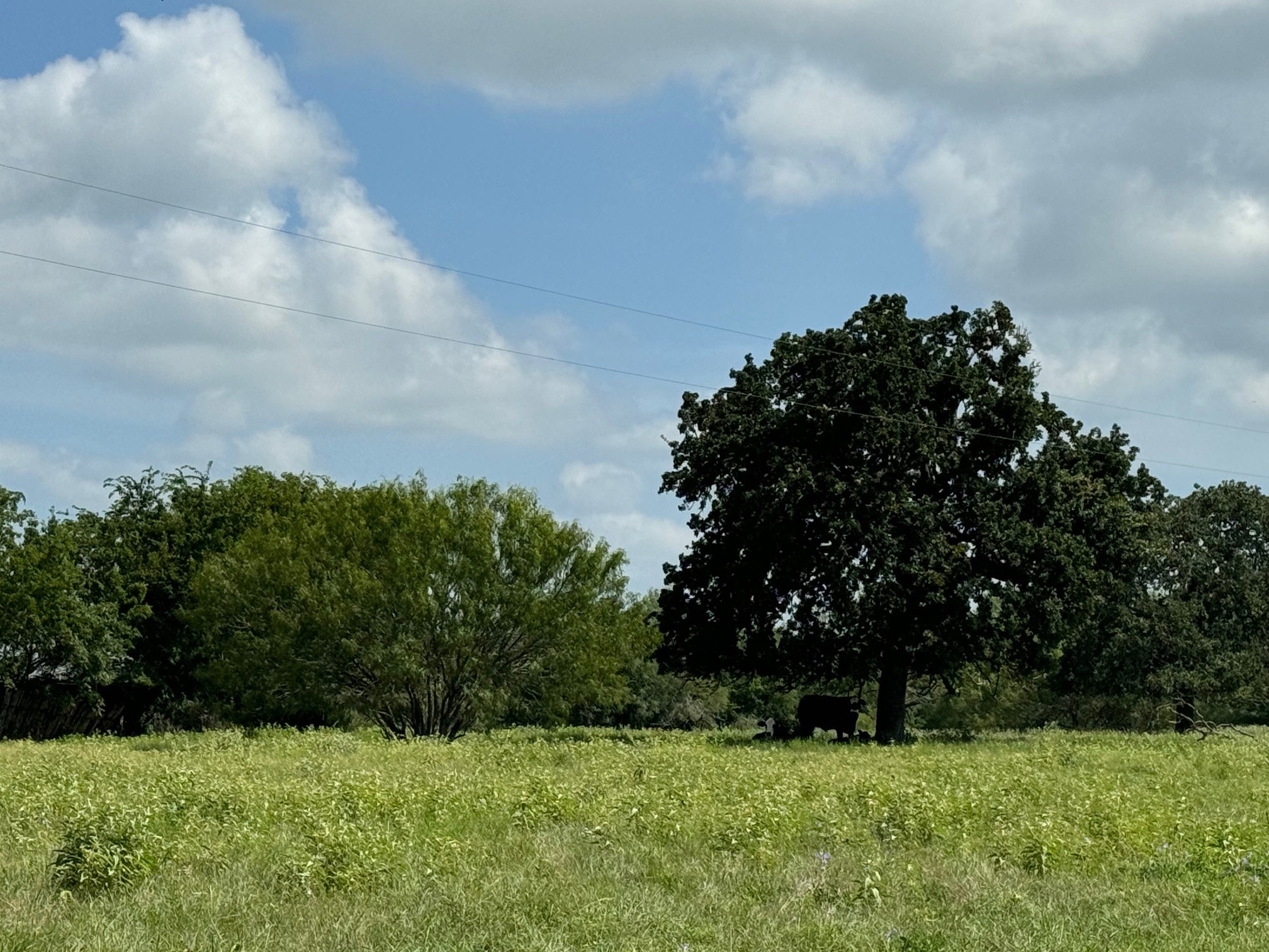 4430 Fm 1457 Round Top, TX 78954 - Photo 4 of 21 a view of green field with trees in the background