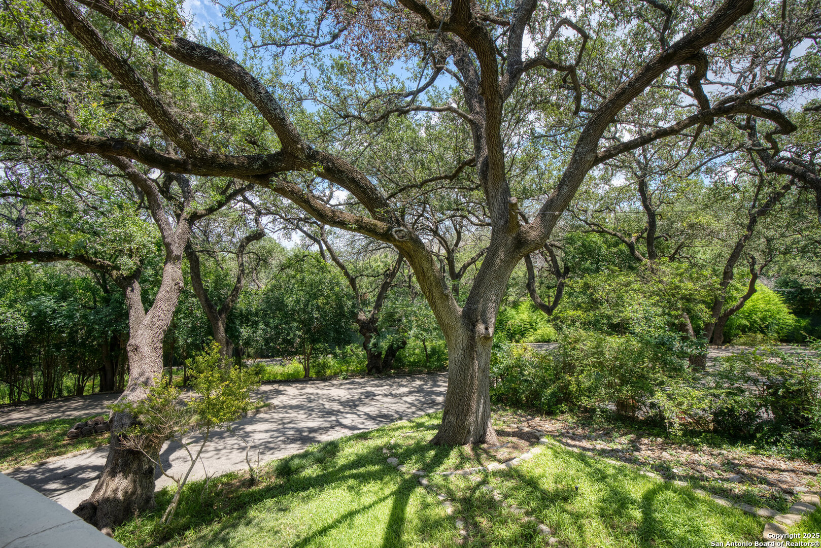 5351 Fredericksburg Road San Antonio, TX 78229 - Photo 32 of 50 a view of a tree in a yard