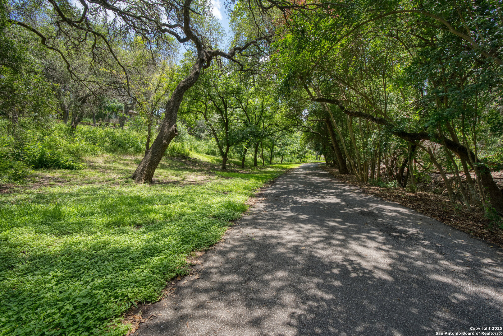 5351 Fredericksburg Road San Antonio, TX 78229 - Photo 49 of 50 a view of a yard with a tree