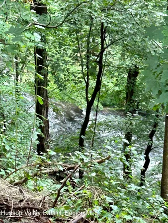 a view of a plant in a yard