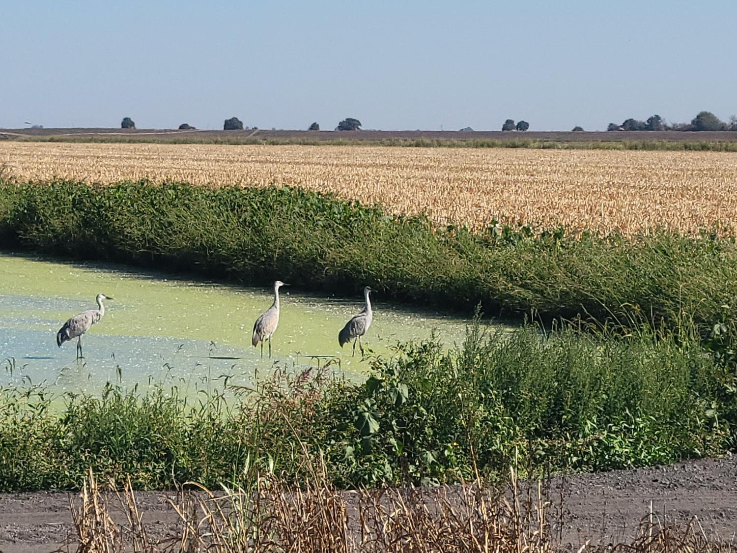 13955 West Walnut Grove Road, Unit 26 Walnut Grove, CA 95690 - Photo 28 of 29 a view of a lake with a beach and palm trees