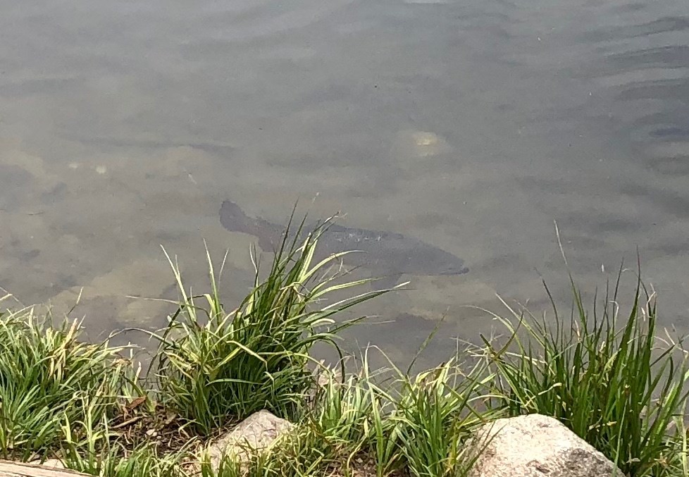 94 Rena Road Breckenridge, CO 80424 - Photo 13 of 28 Lots of trout in the pond. This one was over 12"!