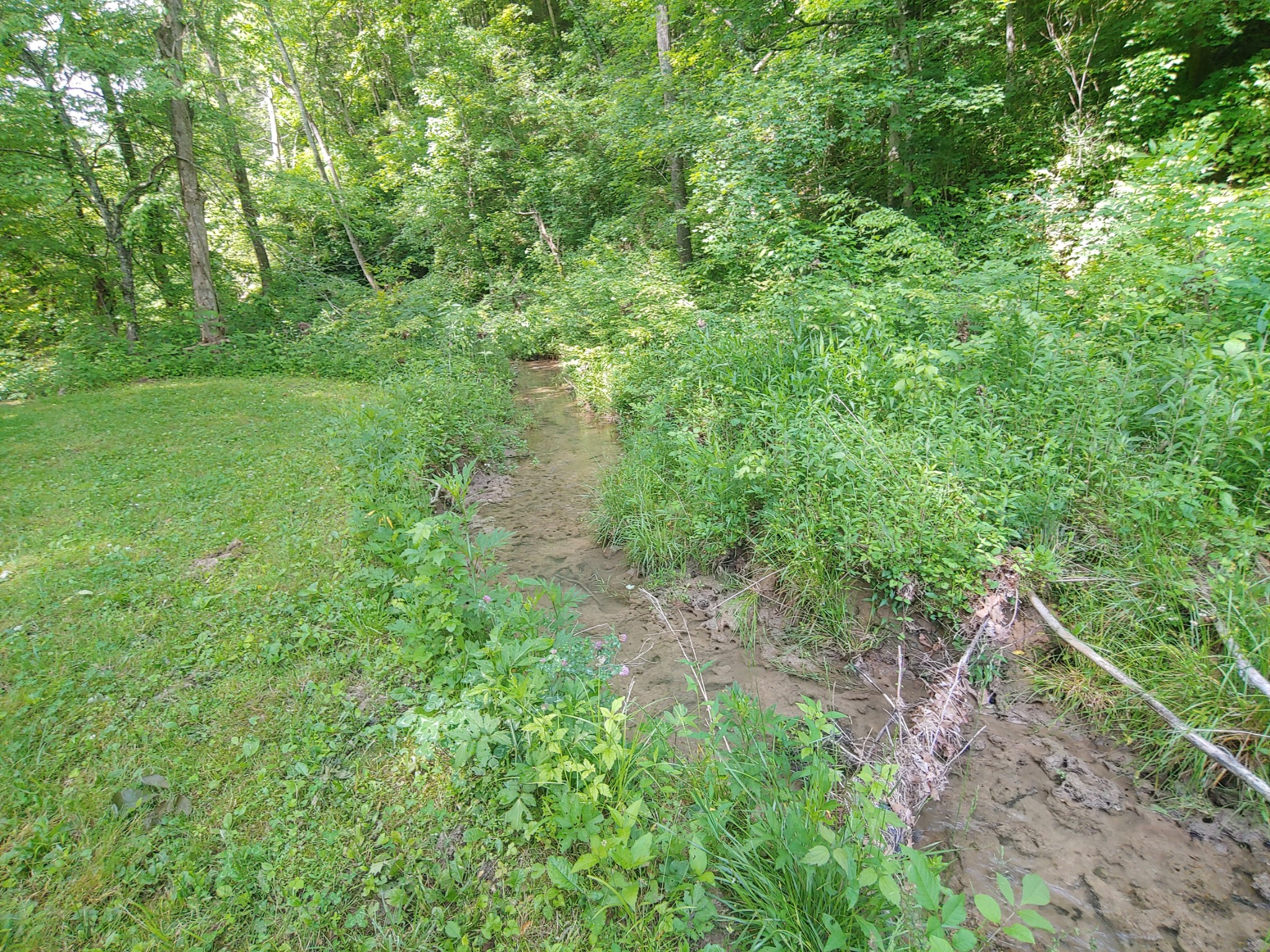 176 Wills Road Hurricane Mills, TN 37078 - Photo 19 of 32 a lush green forest with lots of trees