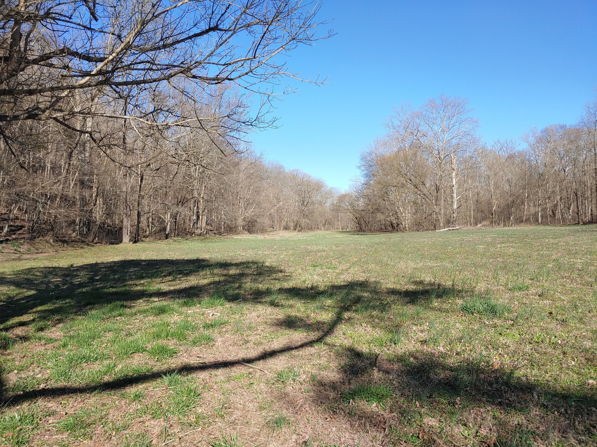 176 Wills Road Hurricane Mills, TN 37078 - Photo 25 of 32 a view of a yard with an trees