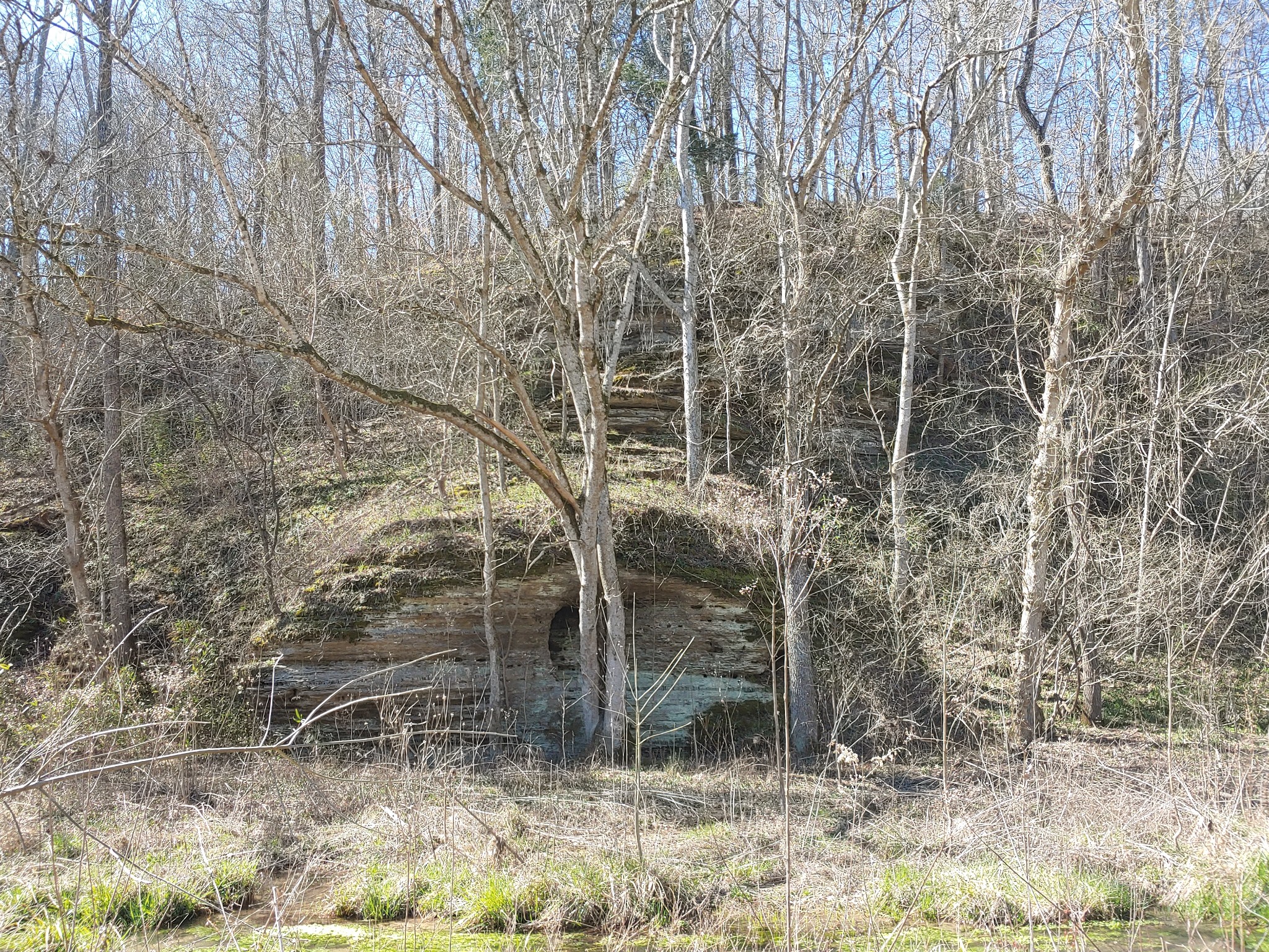 176 Wills Road Hurricane Mills, TN 37078 - Photo 31 of 32 a backyard of a house with lots of green space