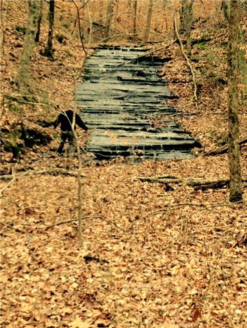 0 Jimmy Thomas Road Collinwood, TN 38450 - Photo 6 of 13 Gallery Image 6