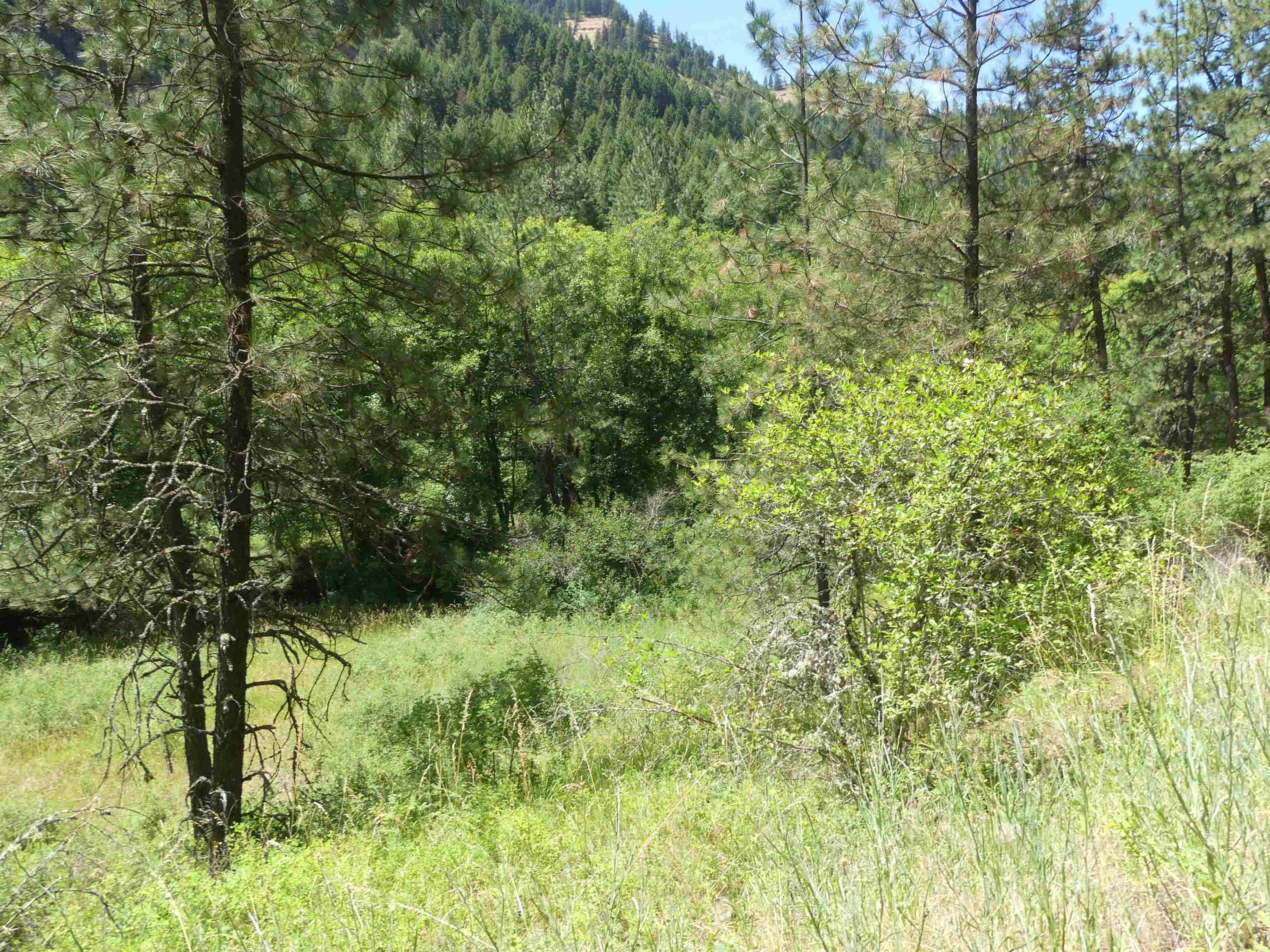 46601 Little Canyon Road Orofino, ID 83544 - Photo 6 of 46