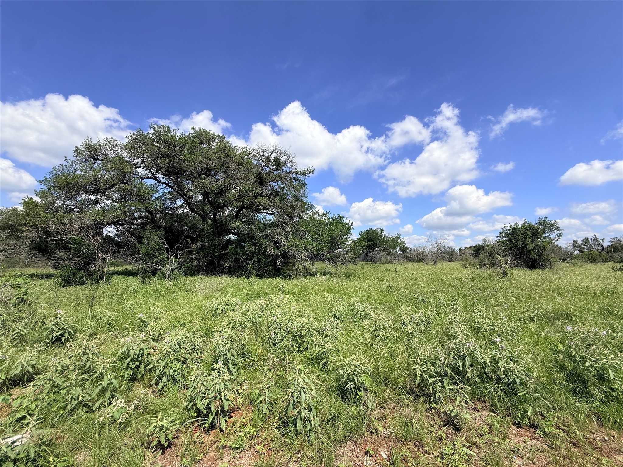 2013 Hilliard Road San Marcos, TX 78666 - Photo 8 of 37 Wide open spaces to enjoy.