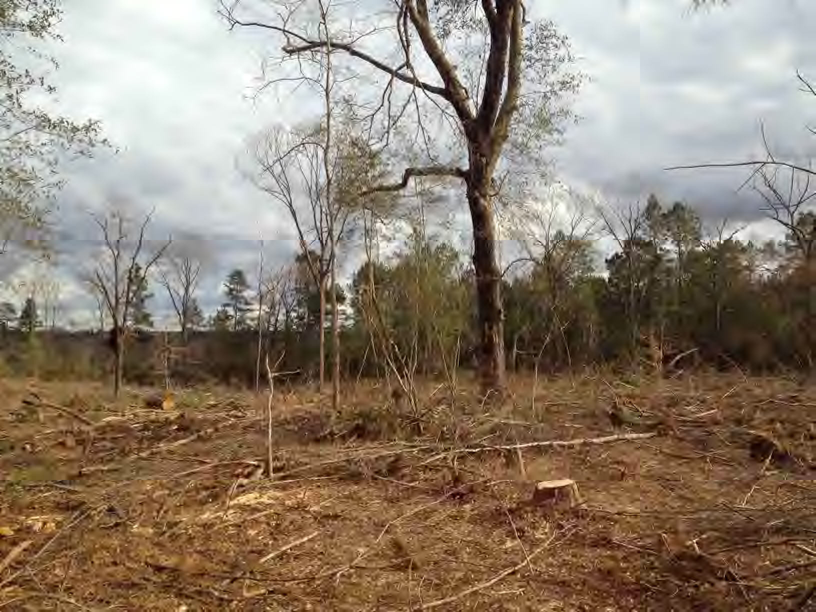 Main View