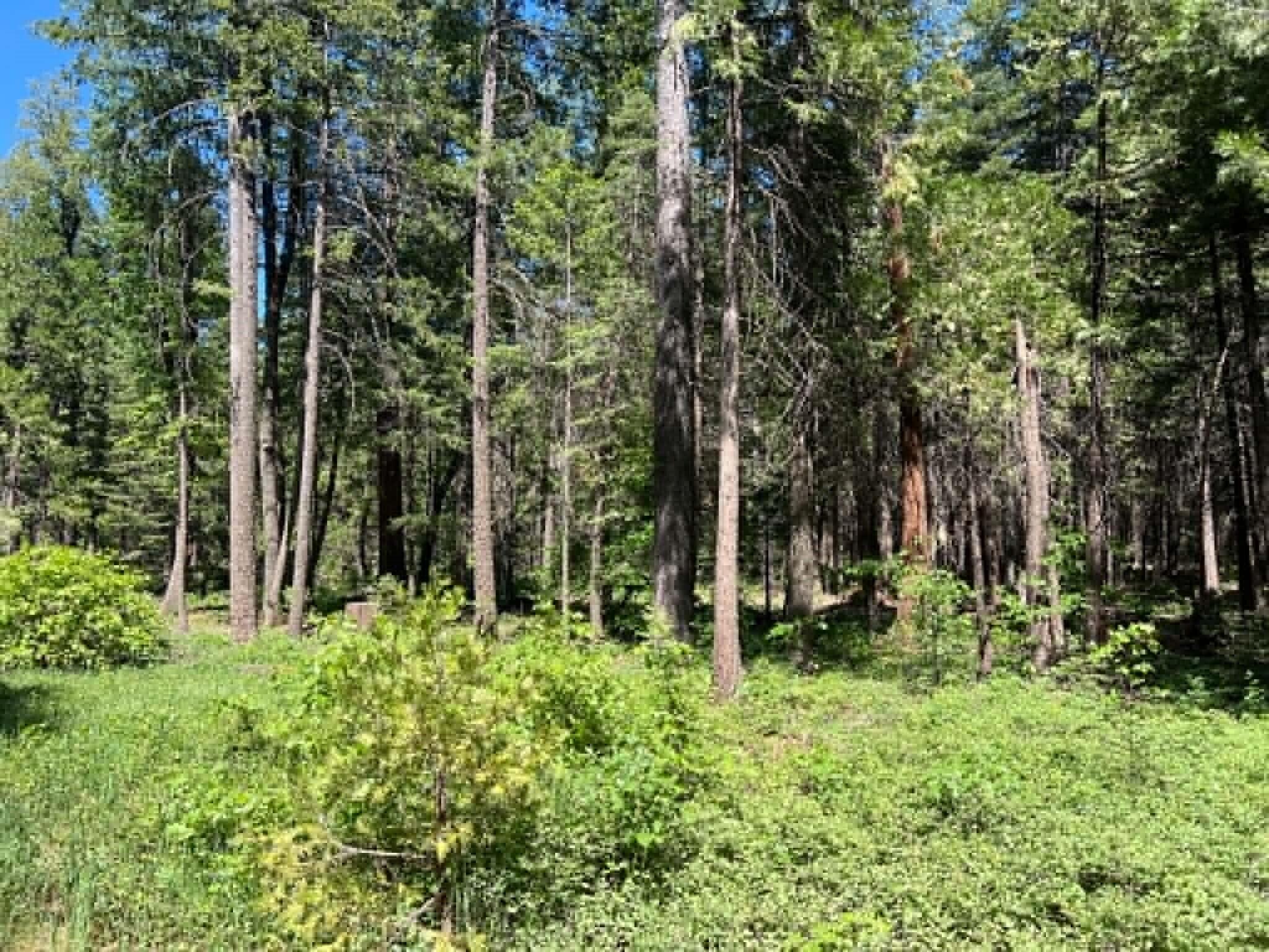 0 Logging Road Shingletown, CA 96088 - Photo 32 of 32 UU